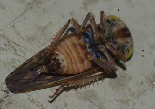 Acericerus ribauti
